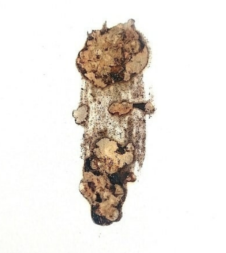 Blackberries #7 Abstract Nature - Pablo Schvarzman